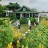 Cuma Mekar Sebulan, Kebun Bunga Matahari Catra Kopi Batang Diserbu Pengunjung