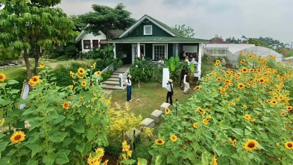Cuma Mekar Sebulan, Kebun Bunga Matahari Catra Kopi Batang Diserbu Pengunjung Cuma Mekar Sebulan, Kebun Bunga Matahari Catra Kopi Batang Diserbu Pengunjung