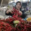 Dampak Kemarau Panjang di Batang, Harga Cabai Merangkak Naik dan Kualitas Panen Turun