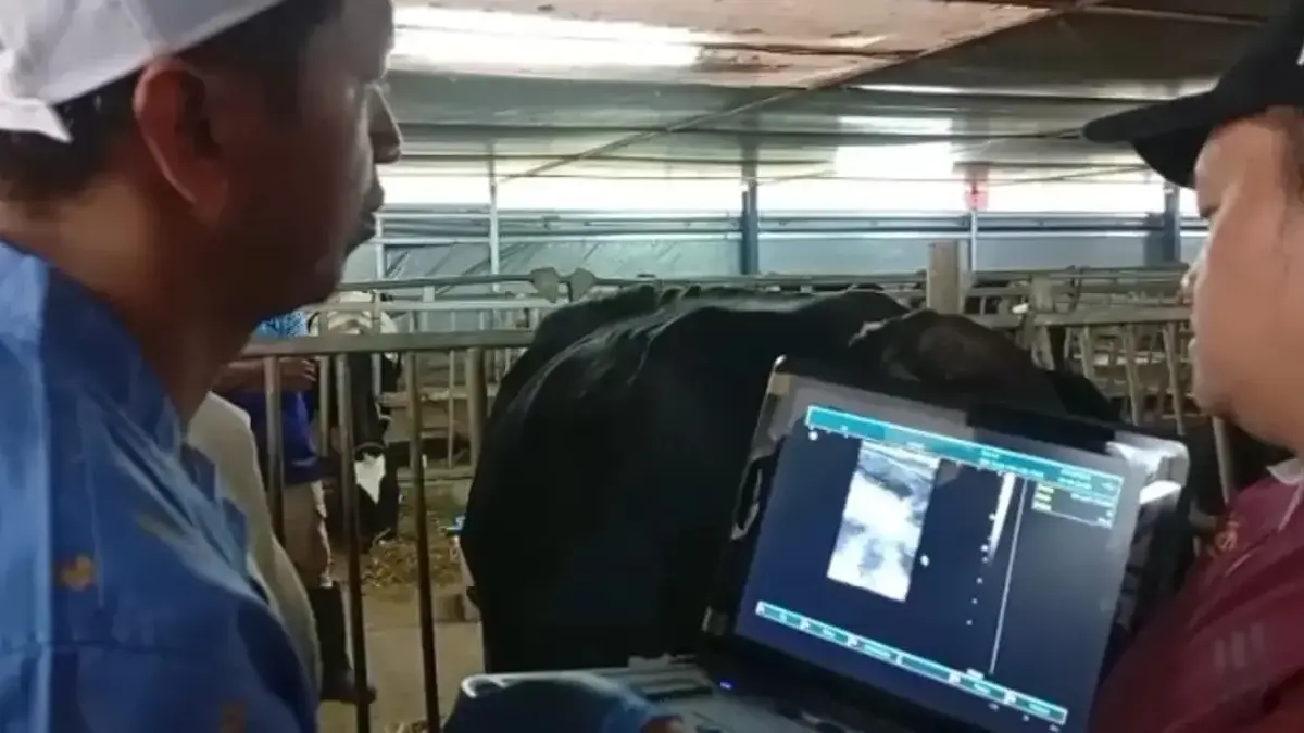 Kemarau Panjang di Batang Ancam Pasokan Pakan Ternak, Peternak Imbau Siapkan Silase Kemarau Panjang di Batang Ancam Pasokan Pakan Ternak, Peternak Imbau Siapkan Silase