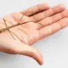 Kepribadian orang dari garis tangan