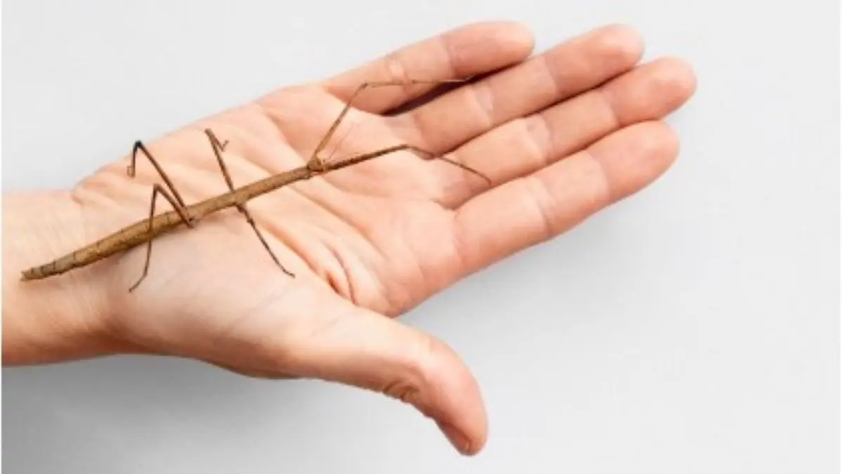 Kepribadian Orang dari Garis Tangan Menurut Ilmu Palmistry! Cek Karakteristik Kepribadianmu Kepribadian orang dari garis tangan