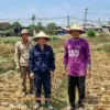 Musim Panen Tembakau 2026 di Kendal Usai, Petani Mulai Bersiap Menuju Masa Tanam Berikutnya