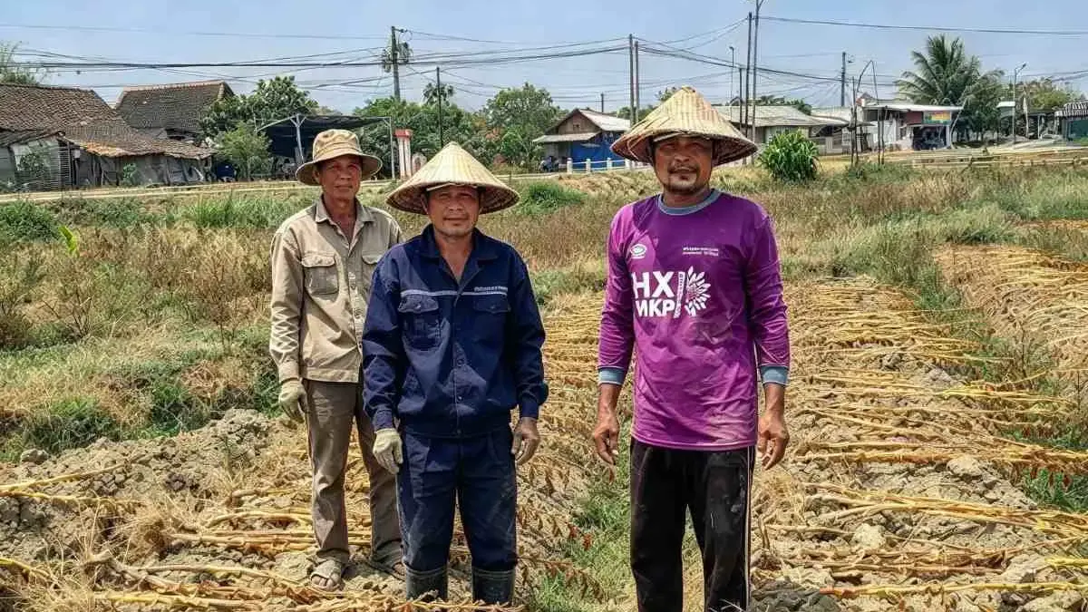 Musim Panen Tembakau 2026 di Kendal Usai, Petani Mulai Bersiap Menuju Masa Tanam Berikutnya Musim Panen Tembakau 2026 di Kendal Usai, Petani Mulai Bersiap Menuju Masa Tanam Berikutnya