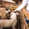 Panduan aqiqah anak laki-laki dan perempuan