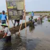 Pulihkan Lahan Rob 6 Tahun, Pemkab Batang kembangkan 127 Hektare Tambak Nila Salin