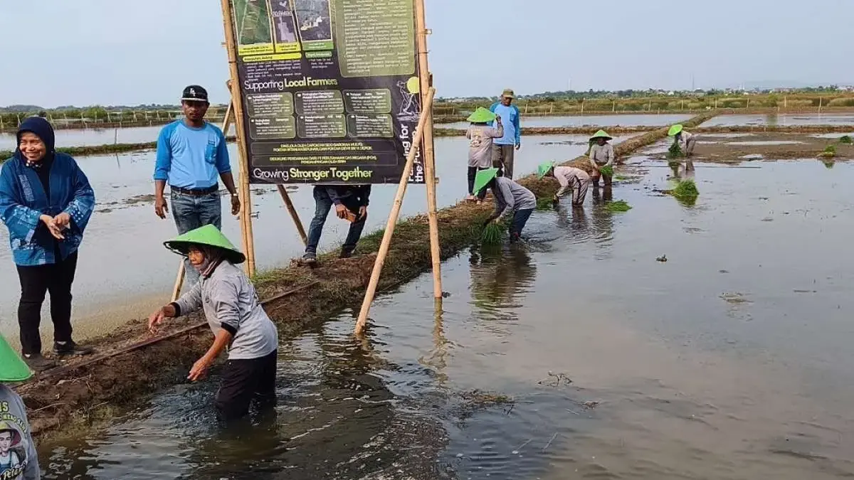 Pulihkan Lahan Rob 6 Tahun, Pemkab Batang kembangkan 127 Hektare Tambak Nila Salin Pulihkan Lahan Rob 6 Tahun, Pemkab Batang kembangkan 127 Hektare Tambak Nila Salin