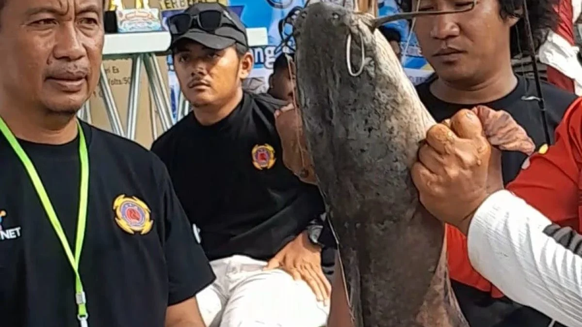 Ribuan Pemancing Serbu Kali Aji Brangsong Kendal, Berburu Ikan Monster demi Sepeda Listrik Ribuan Pemancing Serbu Kali Aji Brangsong Kendal, Berburu Ikan Monster demi Sepeda Listrik