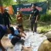 SMAN 3 Pekalongan Manfaatkan Limbah Kapuk Randu