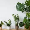 Tips Merawat Tanaman Hias di Rumah Saat Musim Pancaroba