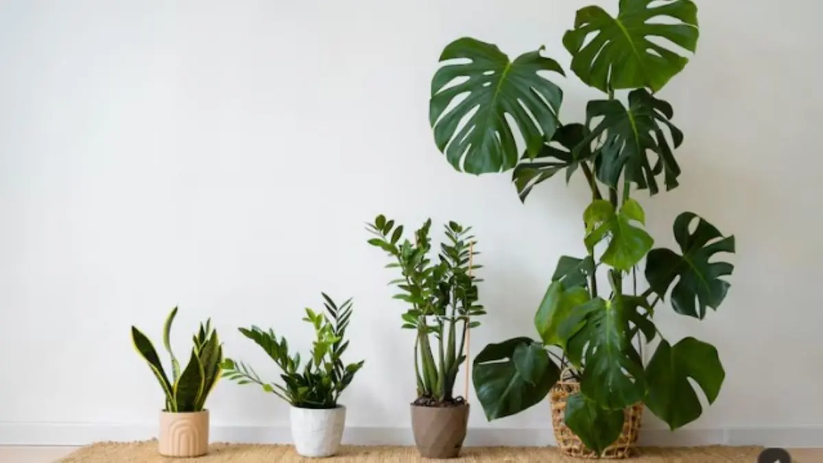 Tips Merawat Tanaman Hias di Rumah Saat Musim Pancaroba