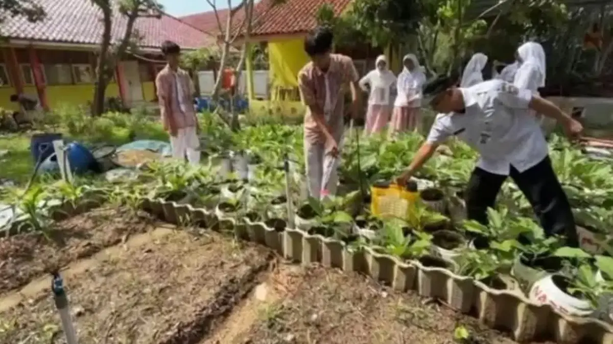 Wujudkan Sekolah Iklim, SMAN 4 Pekalongan Ajak Siswa Budidaya Sayur Organik Pakai Pupuk Mandiri